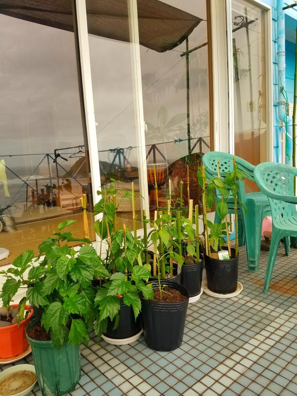 Ocean Home Guest House Miyazaki Ngoại thất bức ảnh